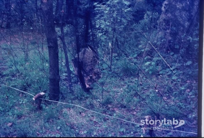 Uccello Intrappolato Nella Rete