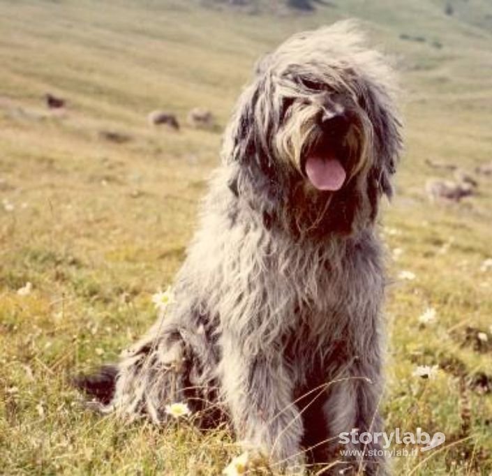 Cane Da Pastore Bergamasco 001