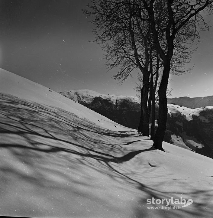 Alberi, Neve